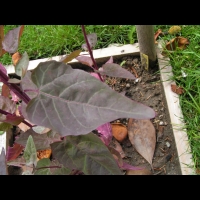 Arroche rouge, Atriplex hortensi (3)